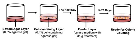 use of test tube with soft agar|Soft Agar Colony Formation Assay .